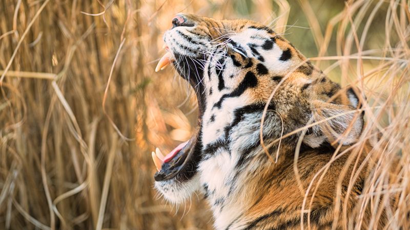 Tiger, Roaring, Zoo, 5K, 8K, Wallpaper