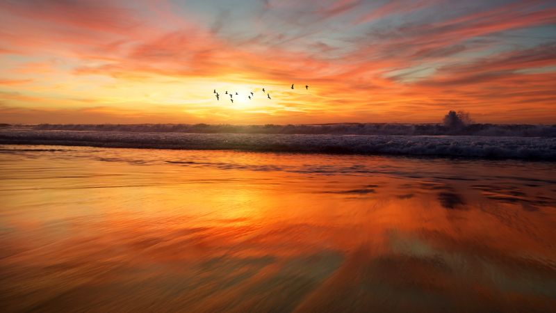 Beach, Sunset, Flying birds, Waves, 5K, Wallpaper