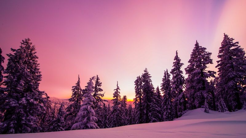 Winter, Forest, Sunset, Pink background, Pink aesthetic, Dusk, Cold, 5K, Pine trees, Wallpaper