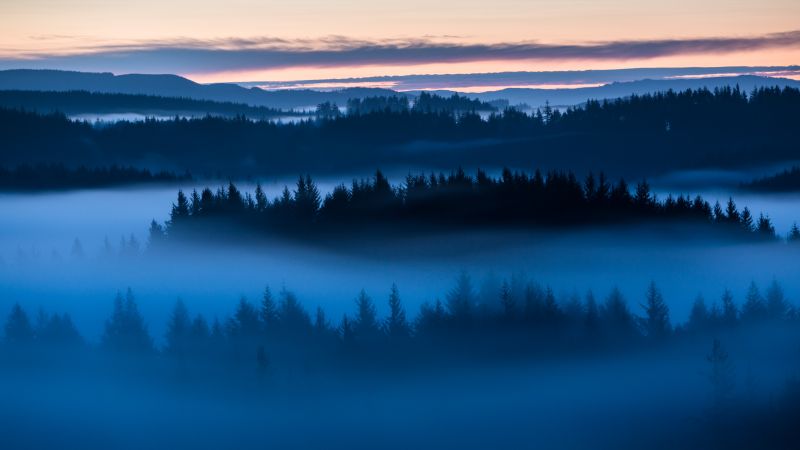 Forest, Sunrise, Fog, Above clouds, Trees, 5K, Wallpaper