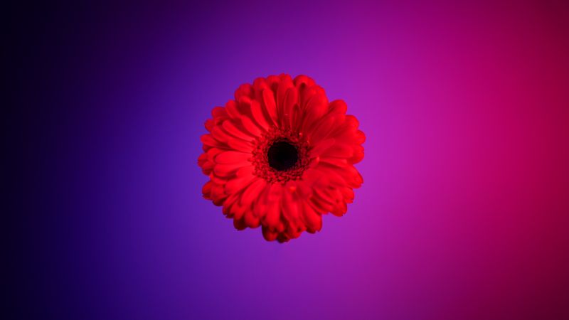 Red Gerbera Daisy, Gerbera flower, Red flower, Red Daisy, Gradient background, 5K, Girly backgrounds, Wallpaper