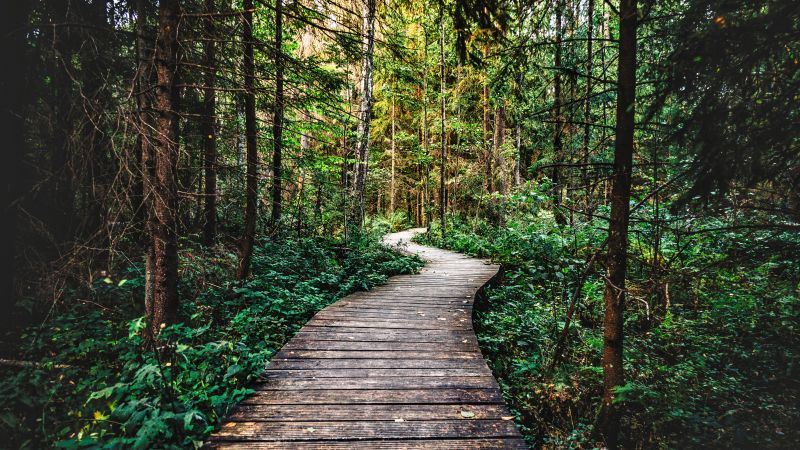 Forest, Pathway, Wooden path, Forest trail, Wilderness, Forest exploration, Nature trail, Enchanted Forest, 5K, Wallpaper