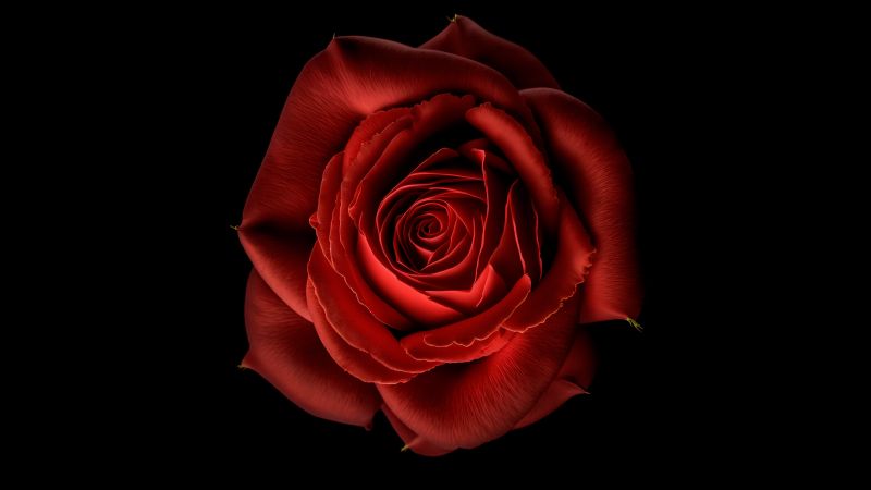 Red Rose, Red flower, Black background, 8K, 5K, Wallpaper