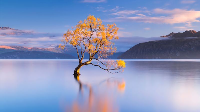 Lake Wanaka, New Zealand, Glacier lake, Lone tree, HONOR Magic Vs, Stock, Wallpaper