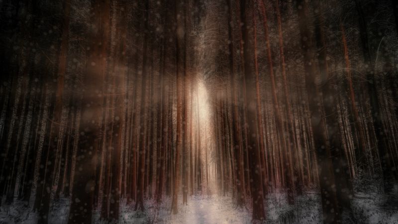 Winter forest, Sunlight, Snowfall, 5K, Wallpaper