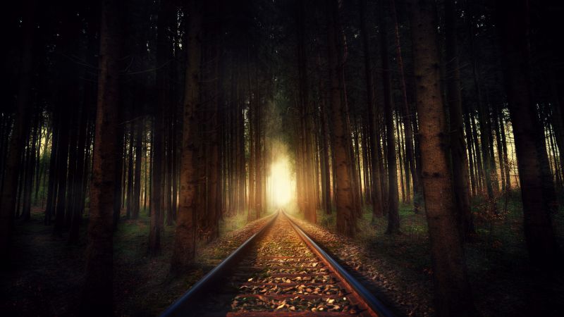 Forest, Railway track, Sunlight, Autumn, Fall, 5K, Wallpaper