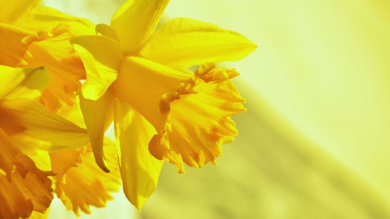 Daffodils yellow 