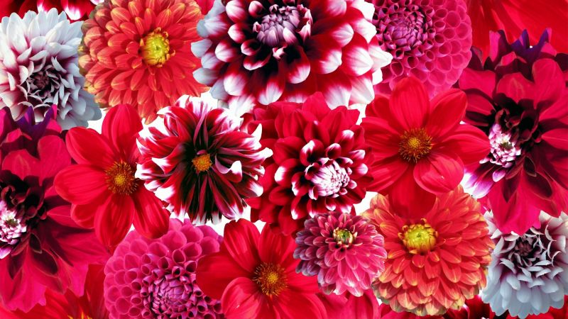 Dahlia flowers, Red flowers, Floral Background, Blossom, Wallpaper