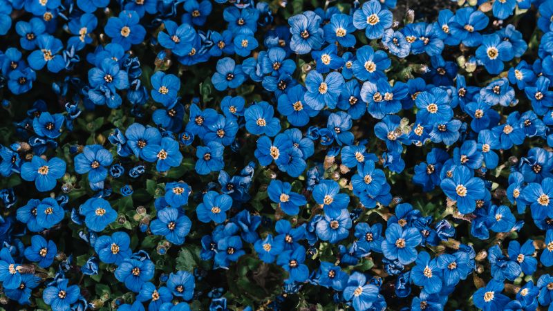 Blue flowers, Flower garden, Blossom, Spring, 5K, Wallpaper