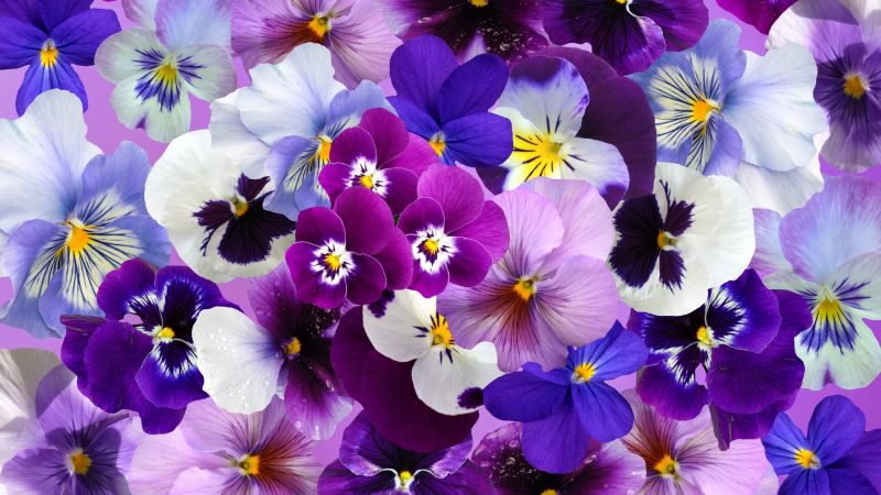 Pansy flowers, Colorful flowers, Blossom, Spring, Beautiful flowers, Aesthetic, Wallpaper