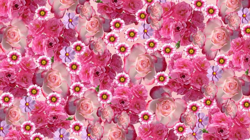 Rose flowers pink 