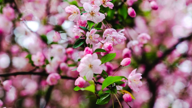 Cherry blossom, Pink flowers, Cherry bloom, Spring, 5K, Wallpaper