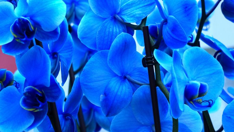Blue orchids, Orchid flowers, Blue flowers, 5K, Wallpaper