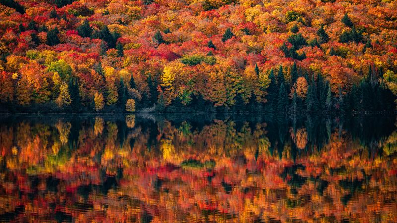 Algonquin Provincial Park, Ontario, Canada, Autumn, Maple trees, Lake, Foliage, 5K, Wallpaper