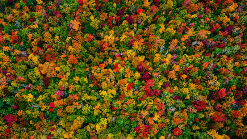 Autumn Forest, Maple trees, Aerial view, 5K, Wallpaper