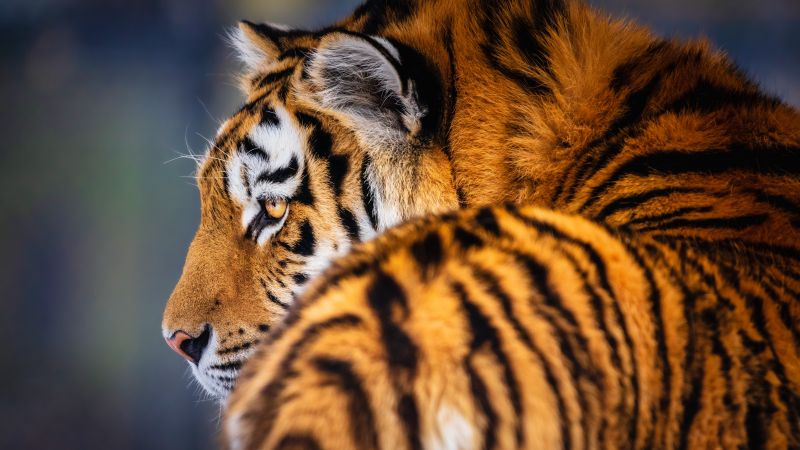 Siberian tiger, 5K, Amur tiger, Wallpaper