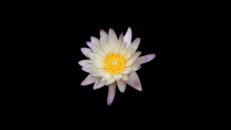 Water lily, Lily flowers, Black background, White flower, 5K, 8K, Wallpaper