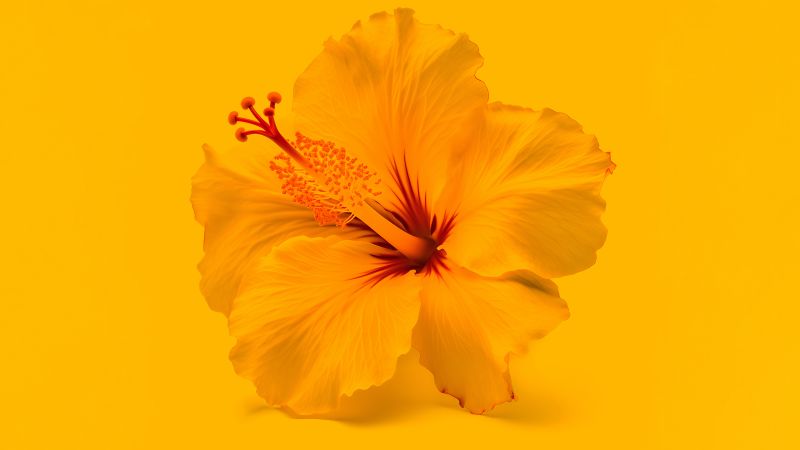 Hibiscus flowers, Yellow flower, Yellow background, 5K, 8K, Wallpaper