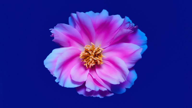 Peony flowers, Pink flower, Blue background, Pink peony, 5K, 8K, Wallpaper