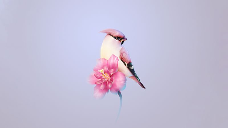 Bohemian waxwing, Pink flower, Huawei Mate X3, Stock, Aesthetic, Wallpaper