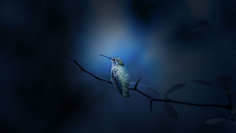 Hummingbird, Branch, Bokeh, Blue, Wallpaper