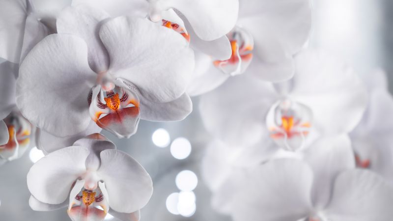 White Orchids, White aesthetic, Orchid flowers, Bokeh, Wallpaper