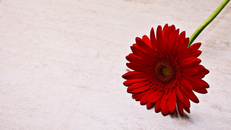 Red Gerbera Daisy, Daisy flower, Red flower, 5K, Wallpaper