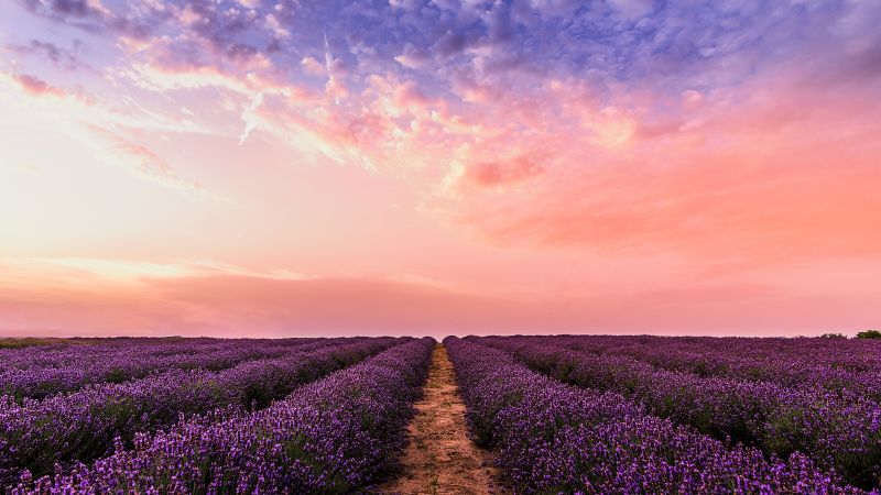 Lavender farm, Pink sky, Evening, 5K, Wallpaper