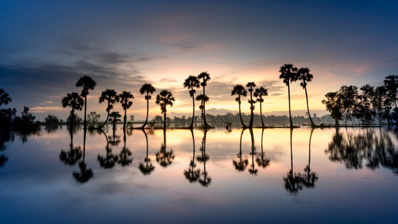 Palm trees, Silhouette, 8K, Reflection, Body of Water, Wallpaper