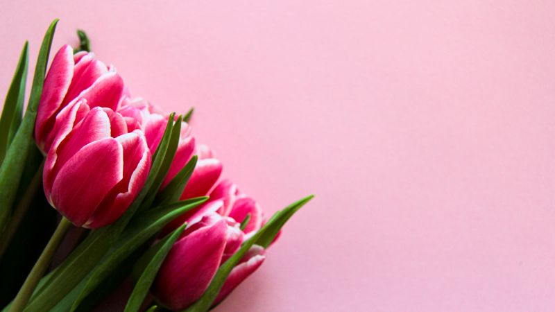 Pink Tulips, Pink background, 5K, Wallpaper
