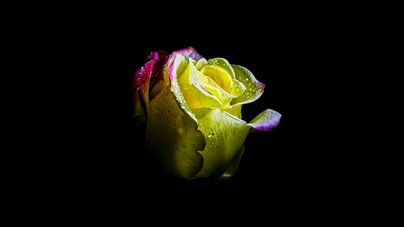 Rose flower, AMOLED, 5K, 8K, Black background, Wallpaper