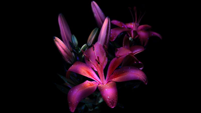 Purple lily, Dark aesthetic, Bloom, Glowing, 8K, Lily flowers, 5K, Wallpaper