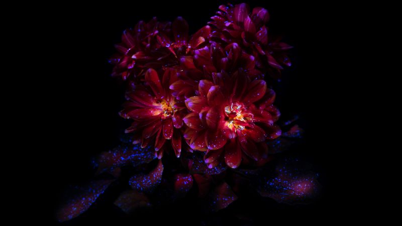 Chrysanthemum flowers, Dark aesthetic, Bloom, AMOLED, 8K, Black background, 5K, Wallpaper