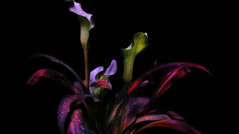 Calla lily, Botanical, Bloom, AMOLED, Arum lily, 8K, Exotic, Dark aesthetic, 5K, Wallpaper