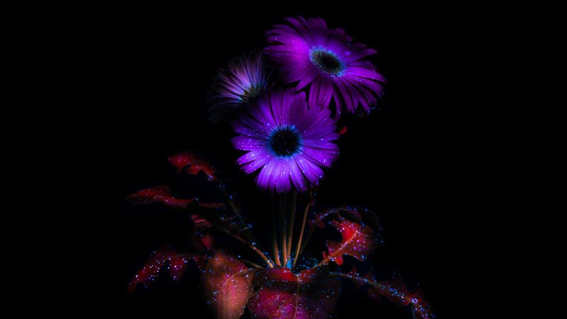 Purple Flowers, Glowing, AMOLED, 8K, Black background, Bloom, 5K, Darkness, Dark aesthetic, Ethereal, Wallpaper
