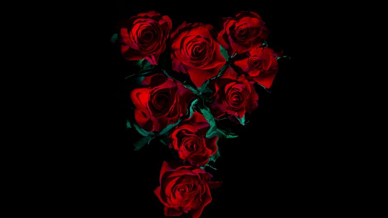 Red Roses, AMOLED, 8K, Rose flowers, Black background, 5K, Wallpaper