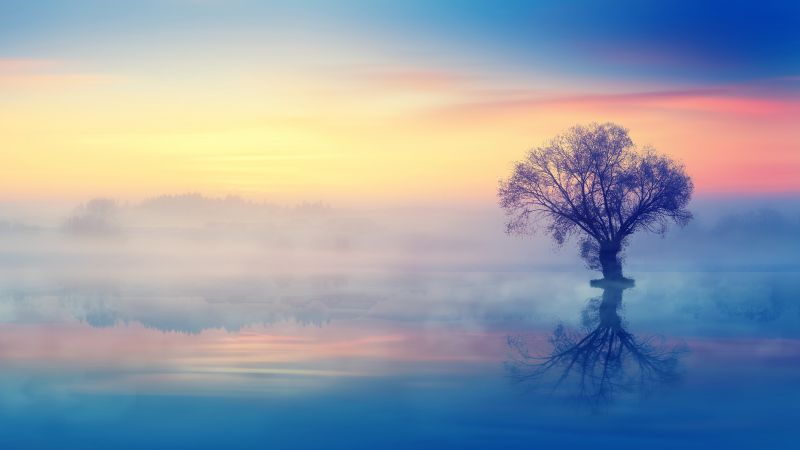 Lone tree, Scenery, Sunset, Reflection, Fog, Dusk, Aesthetic, Wallpaper
