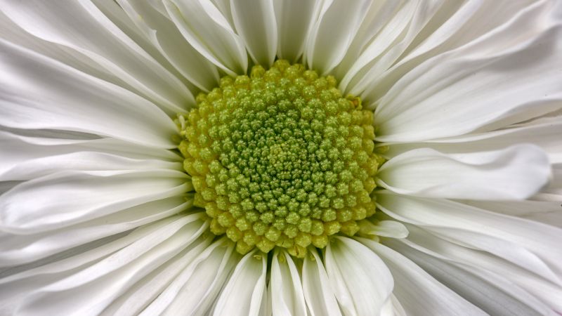 Daisy flower, Macro, White daisy, 5K, Wallpaper