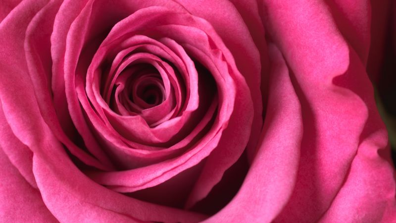 Pink rose, Macro, Bloom, 5K, Wallpaper