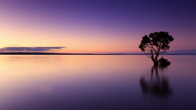 Lone tree, Sunset, Horizon, Dawn, Ocean, 5K, Wallpaper