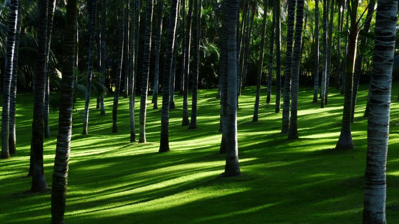 Green Grass, Trees, Woods, Daylight, Forest, Landscape, Wallpaper