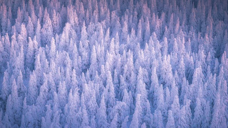Snow covered, Winter forest, Cold, Frozen trees, 5K, Russia, Wallpaper