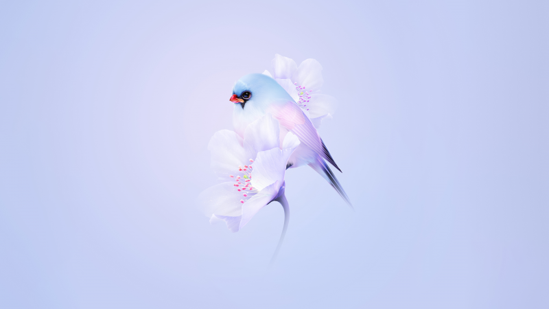 Cute bird, Cherry blossom, Blue aesthetic, Pastel background, Gradient, HarmonyOS, Stock, Wallpaper