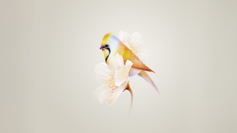 Pretty, Hummingbird, White flower, Yellow aesthetic, HarmonyOS, Stock, Wallpaper