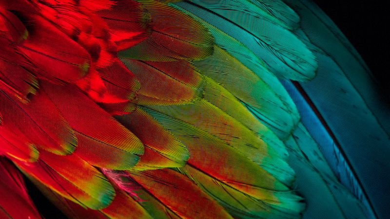 Parrot feathers, Colorful, 5K, Texture, Pattern, Wallpaper