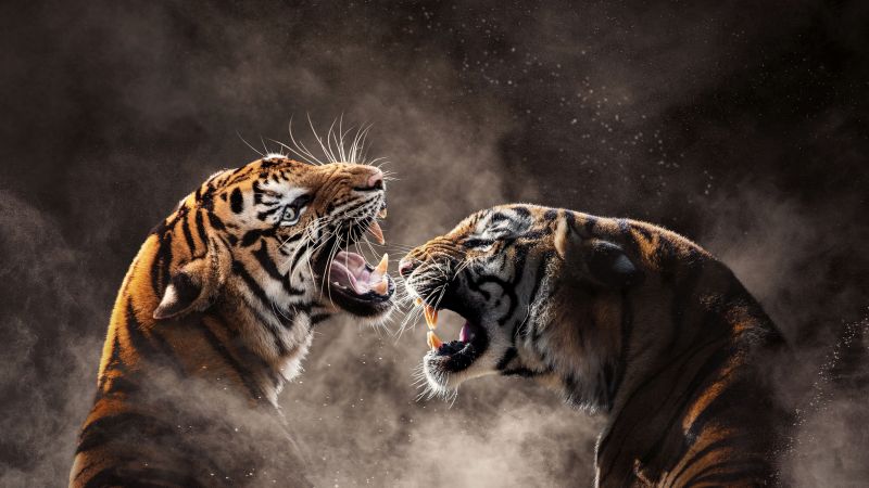 Tigers, Roaring, Bengal Tiger, Sumatran tiger, Smoke, Wallpaper