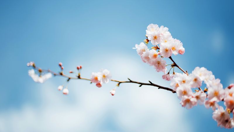 Sakura, Cherry blossom, Spring flowers, Bloom, Hanami, Bokeh Background, Macro, Wallpaper