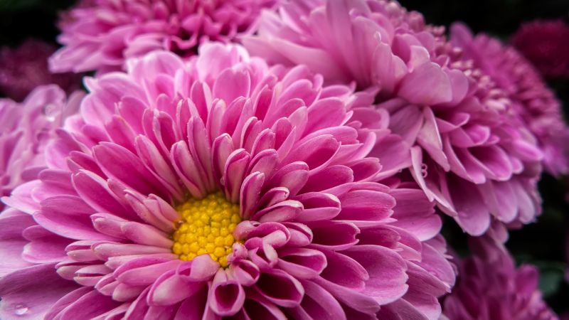 Chrysanthemum flowers, Pink flowers, Bloom, Blossom, Spring, Wallpaper