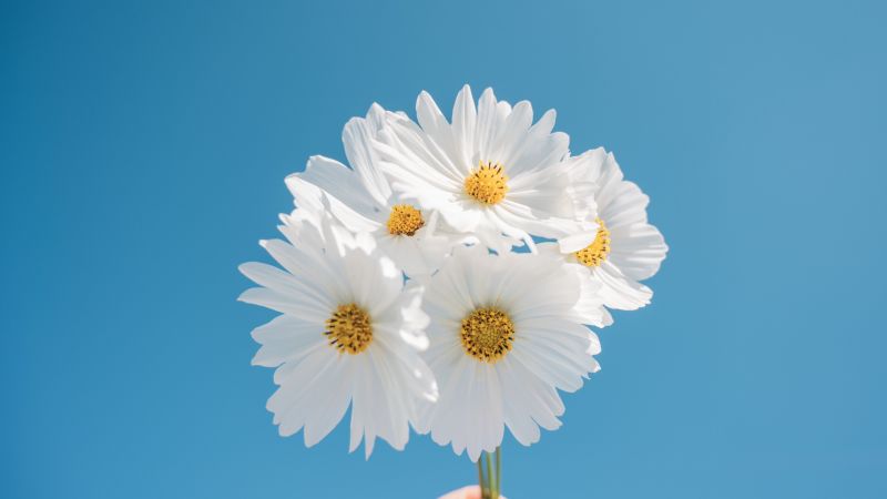 Daisy flowers, Blue sky, Aesthetic, White daisy, White flowers, Wallpaper