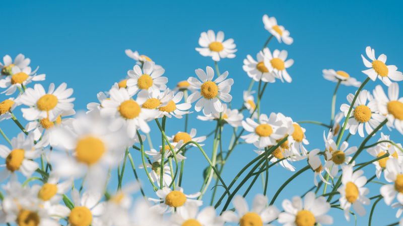 Chamomile flowers, Aesthetic, White flowers, Clear sky